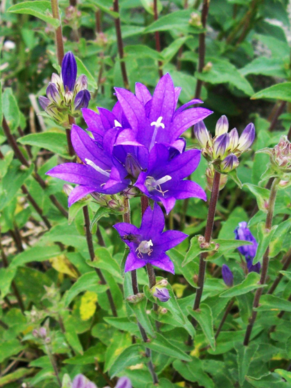 Clustered Bellflower